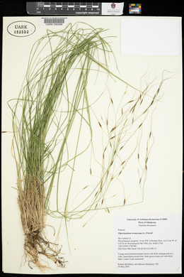 Piptochaetium avenaceum image