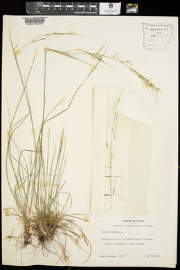 Stipa avenacea image