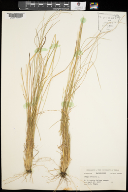 Stipa avenacea image