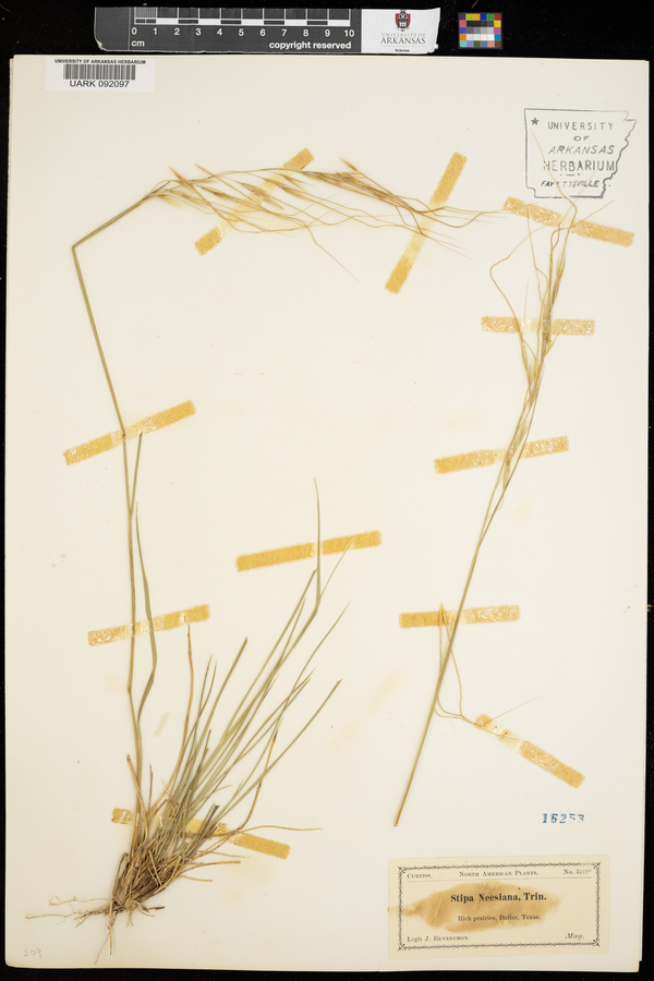 Stipa neesiana image