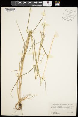 Digitaria californica image