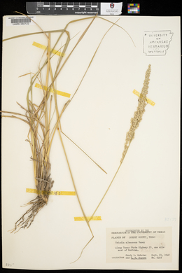 Tridens albescens image