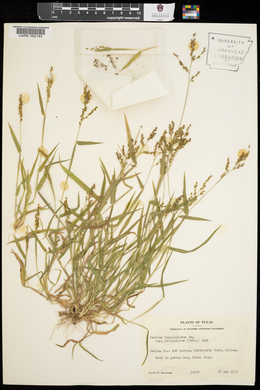 Urochloa fusca image