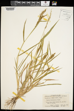 Urochloa fusca image