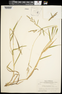 Urochloa fusca image