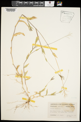 Urochloa reptans image