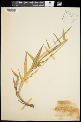 Urochloa texana image