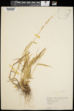 Urochloa texana image