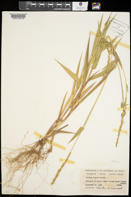 Urochloa texana image