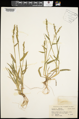 Urochloa texana image