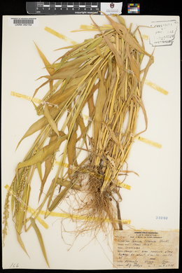 Urochloa texana image