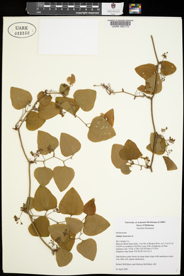 Smilax bona-nox image