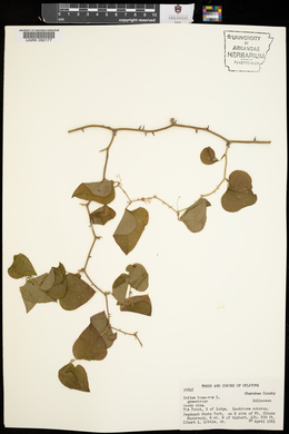 Smilax bona-nox image
