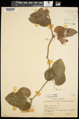 Smilax bona-nox image