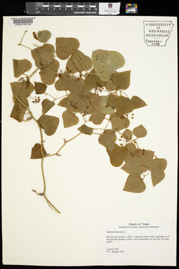 Smilax bona-nox image