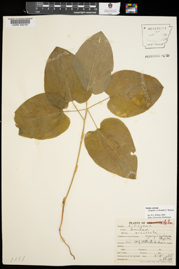 Smilax ecirrhata image