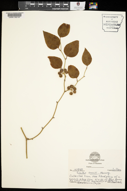 Smilax smallii image