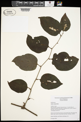 Smilax tamnoides image