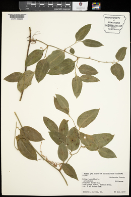 Smilax tamnoides image