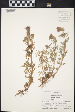 Glandularia bipinnatifida var. bipinnatifida image