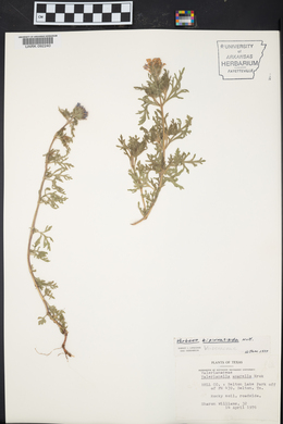 Glandularia bipinnatifida var. bipinnatifida image