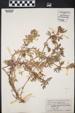 Glandularia bipinnatifida var. bipinnatifida image