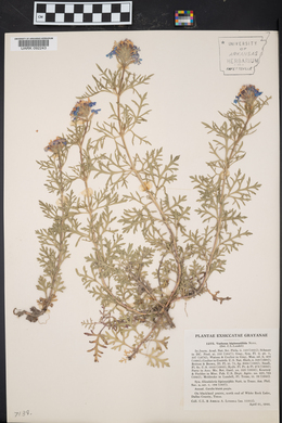Glandularia bipinnatifida var. bipinnatifida image