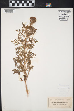 Glandularia bipinnatifida var. bipinnatifida image