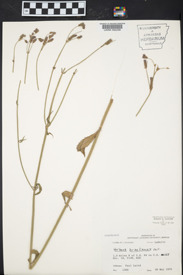 Verbena brasiliensis image