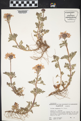 Verbena canadensis image