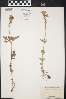 Verbena canadensis image