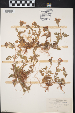 Verbena canadensis image
