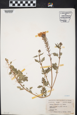 Verbena canadensis image