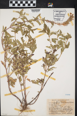 Verbena canadensis image