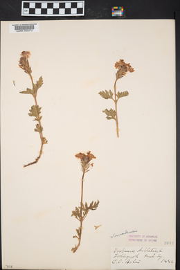 Verbena aubletia image