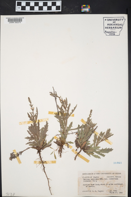 Verbena canescens image