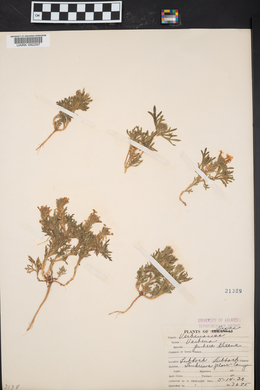 Glandularia bipinnatifida var. bipinnatifida image