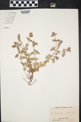 Verbena pumila image