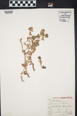 Verbena pumila image