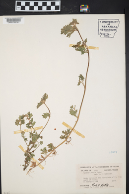 Verbena pumila image