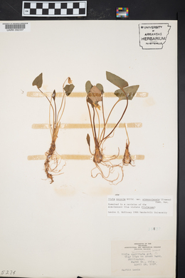 Viola missouriensis image