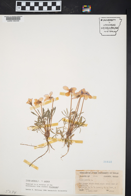 Viola pedata var. pedata image