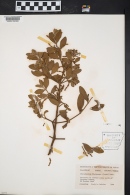 Phoradendron leucarpum subsp. leucarpum image