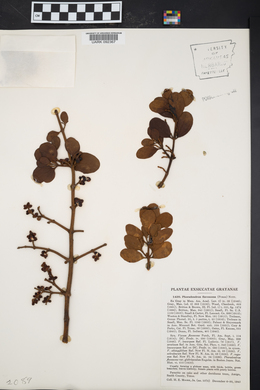 Phoradendron leucarpum subsp. tomentosum image