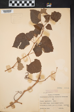 Cissus ampelopsis image