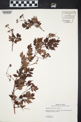 Nekemias arborea image