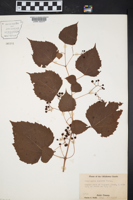 Ampelopsis cordata image