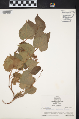 Ampelopsis cordata image