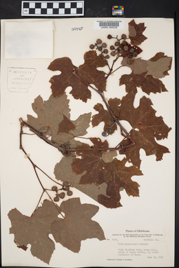 Vitis lincecumii image