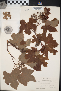 Vitis lincecumii image